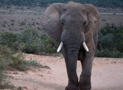 Celui Qui S Occupe Et Soigne Les éléphants ADDO ELEPHANT PARK – BLOG-TROTTER